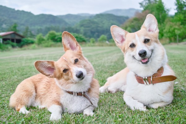 短足なのにかわいい コーギーの高画質な画像 壁紙まとめ 写真まとめサイト Pictas