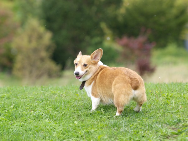 短足なのにかわいい コーギーの高画質な画像 壁紙まとめ 写真まとめサイト Pictas