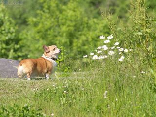 夏の公園とコーギー 今月の壁紙 北海道壁紙の旅