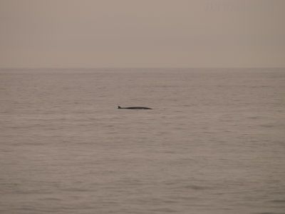 ミンククジラ