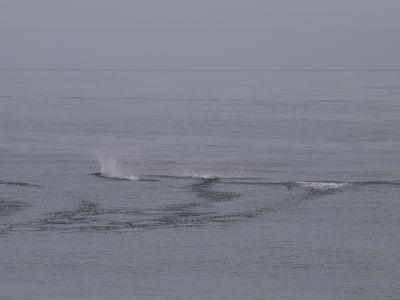 暴走するイシイルカ