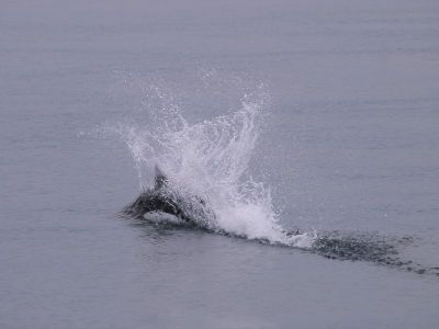 水しぶきを上げるイシイルカ
