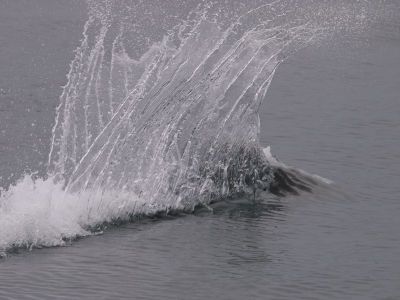 V字の水しぶきのイシイルカ