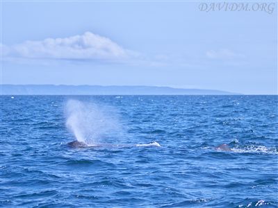 潮を吹くマッコウクジラ