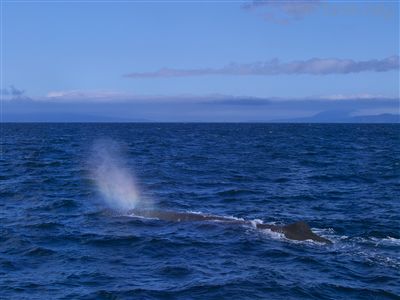 虹色のブロウを上げるマッコウクジラ