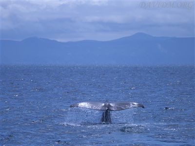 深い海に潜るマッコウクジラ