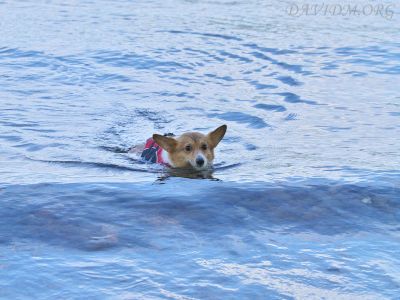 浅い海が好きなコーギークジラ