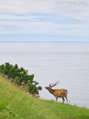 ウトロの海とエゾシカ