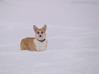 冬が嫌いなエゾコギ
