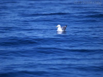 波間に漂うコアホウドリの写真