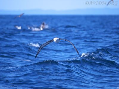 飛んでるコアホウドリの写真