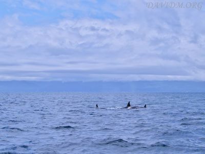 羅臼の海のシャチ