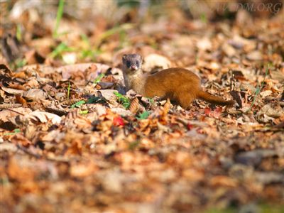 イタチの写真 撮影の近況報告３ 北海道写真集