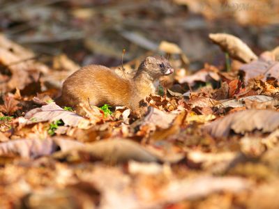 イタチの写真 撮影の近況報告３ 北海道写真集