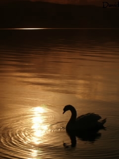 洞爺湖の朝陽を浴びる白鳥