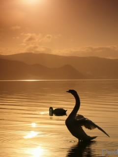洞爺湖の日差しを浴びる白鳥