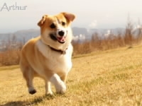 笑顔のコーギー