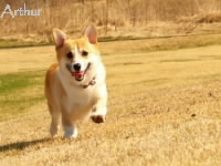 笑顔で走るコーギー