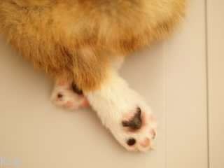 脚を組んでるコーギー