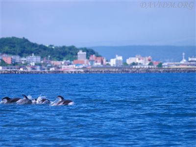 室蘭市とカマイルカ