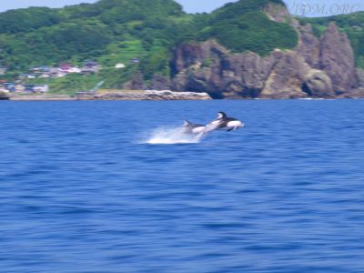 疾走するカマイルカ