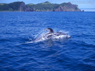 地球岬とカマイルカ
