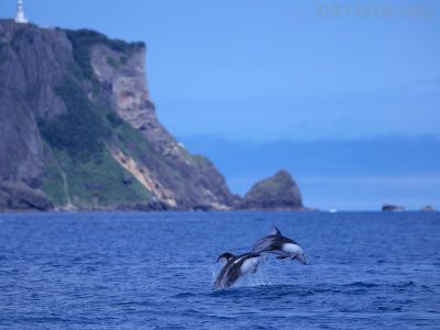 カマイルカのジャンプの写真