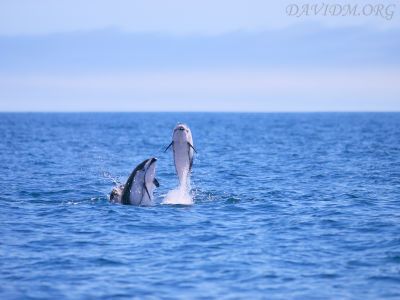 カマイルカのパフォーマンス
