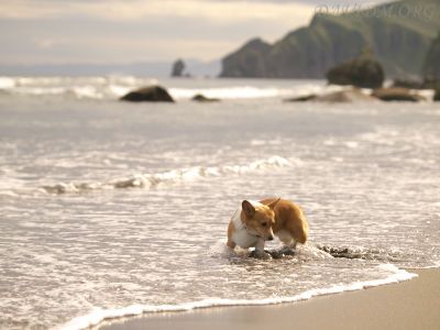 波にのまれるコギイルカ