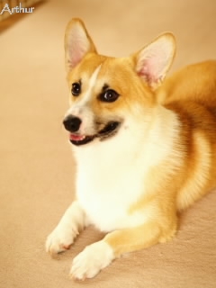一年前にデビューしたアーサー