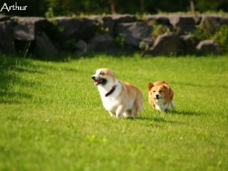 牧羊犬が 北海道コーギー便り