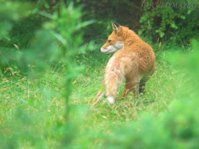 夏毛のキタキツネ