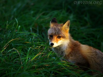 夕陽とキタキツネ