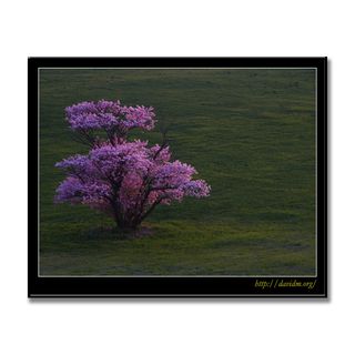 朝陽を受ける崎守の一本桜