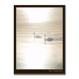 朝の光を泳ぐ2羽の白鳥