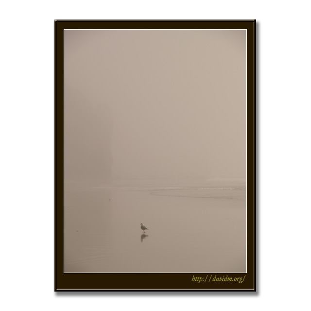 霧のイタンキを散歩する一羽のカモメ