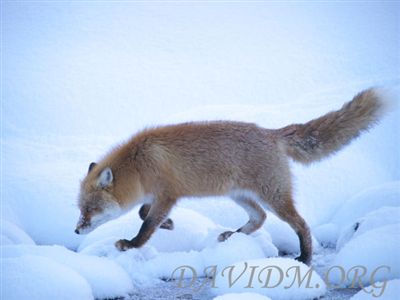 悠然と歩くキタキツネの写真