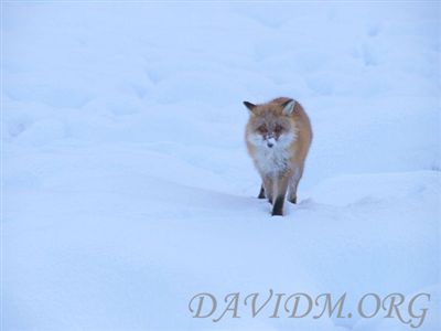 キタキツネのお客さん