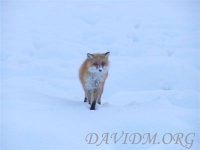驚くキタキツネの写真