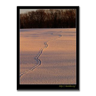 夕方の雪原を横切る動物の足跡