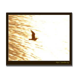 夕陽をの海を飛ぶカモメ