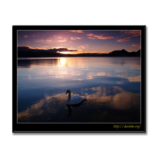 湖面に映る朝と白鳥の写真