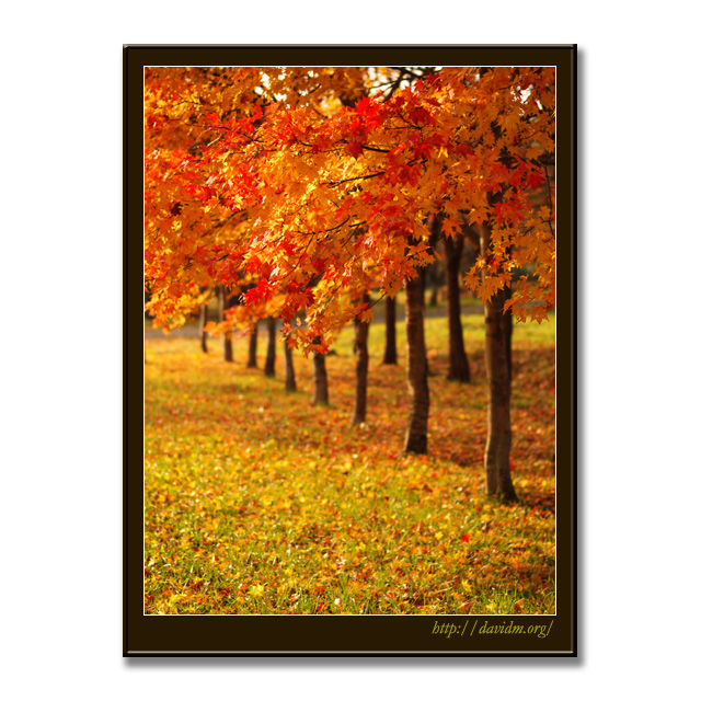 登別の紅葉並木