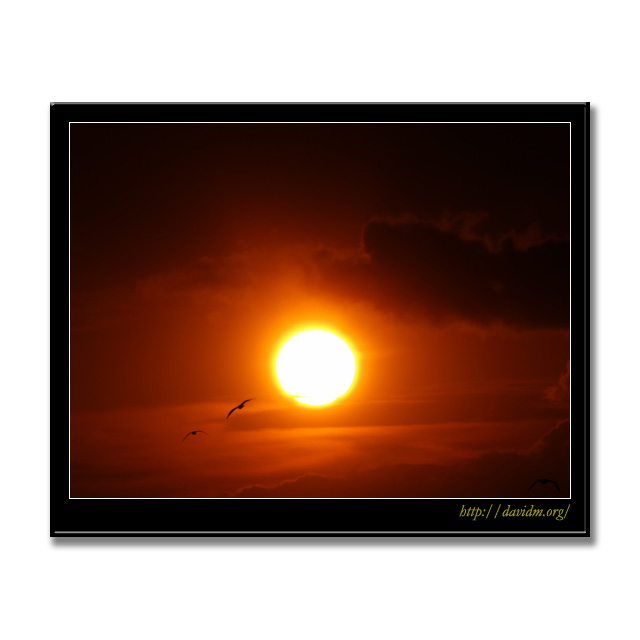 夕陽の空を飛ぶカモメ