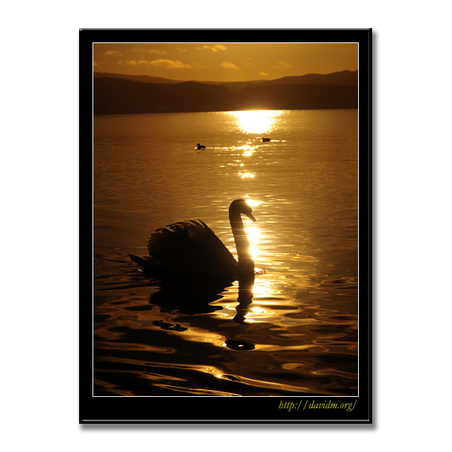 朝陽と泳ぐ洞爺湖の白鳥の写真