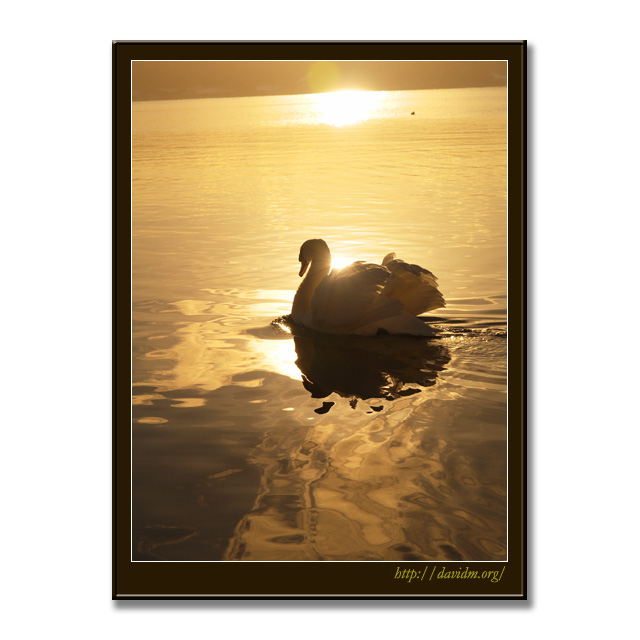 洞爺湖の朝の光と白鳥の写真