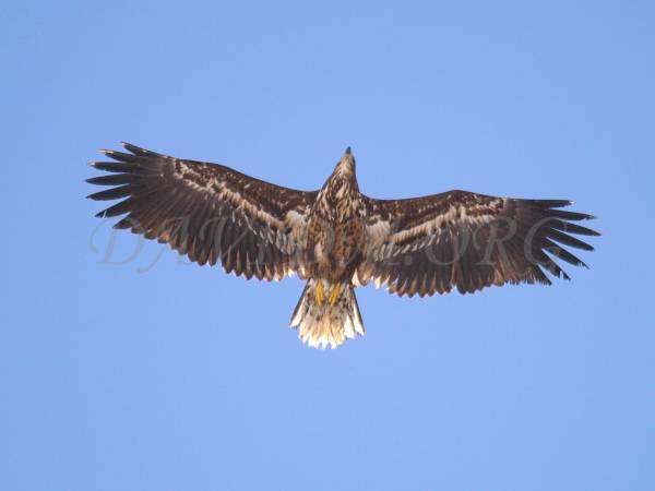 オジロワシの幼鳥と成鳥 北海道写真集