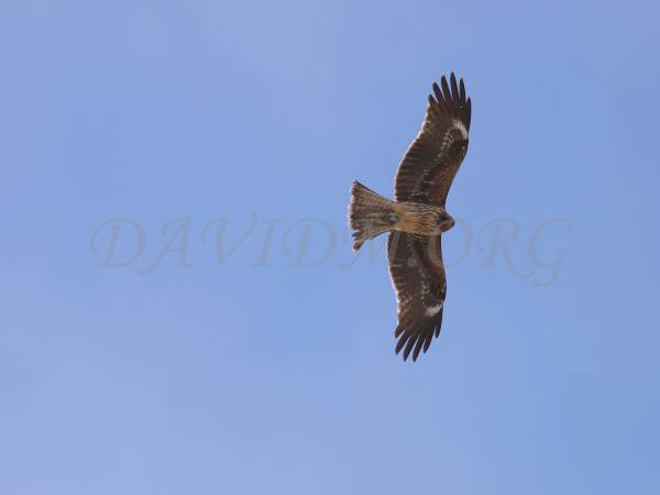 空を飛ぶトビの写真