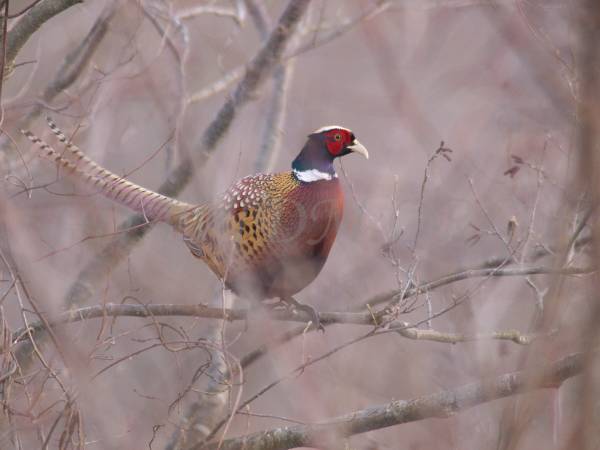 キジのジャンプ 北海道写真集