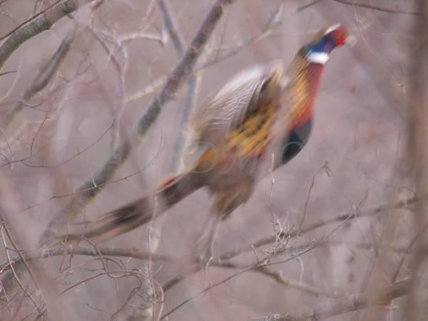 飛び立つキジの写真